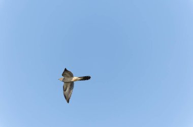 Uçarken veya Fransa 'nın Alsace kentinde tünemiş guguk kuşu kanorusu