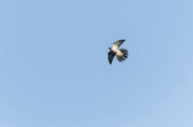 Uçarken veya Fransa 'nın Alsace kentinde tünemiş guguk kuşu kanorusu