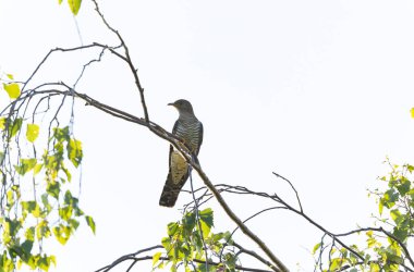 Uçarken veya Fransa 'nın Alsace kentinde tünemiş guguk kuşu kanorusu