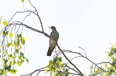 Uçarken veya Fransa 'nın Alsace kentinde tünemiş guguk kuşu kanorusu