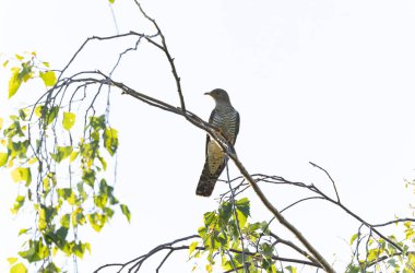 Uçarken veya Fransa 'nın Alsace kentinde tünemiş guguk kuşu kanorusu