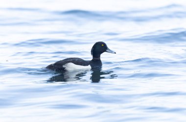Tufted Duck Aythya fuligula yüzüyor ya da Ren, Alsace, Doğu Fransa üzerinde uçuyor