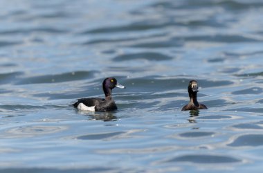 Tufted Duck Aythya fuligula yüzüyor ya da Ren, Alsace, Doğu Fransa üzerinde uçuyor