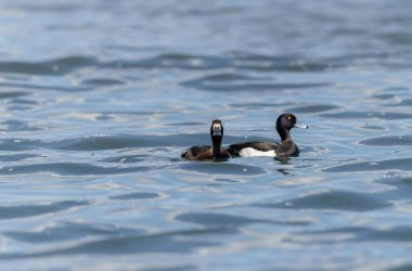 Tufted Duck Aythya fuligula yüzüyor ya da Ren, Alsace, Doğu Fransa üzerinde uçuyor