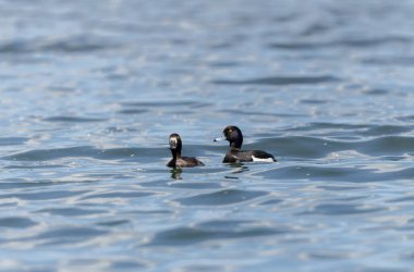 Tufted Duck Aythya fuligula yüzüyor ya da Ren, Alsace, Doğu Fransa üzerinde uçuyor
