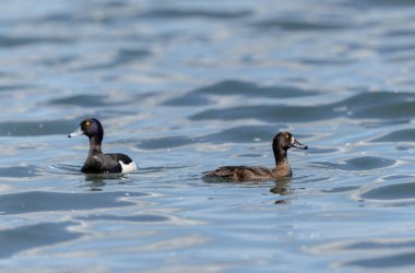 Tufted Duck Aythya fuligula yüzüyor ya da Ren, Alsace, Doğu Fransa üzerinde uçuyor