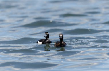 Tufted Duck Aythya fuligula yüzüyor ya da Ren, Alsace, Doğu Fransa üzerinde uçuyor