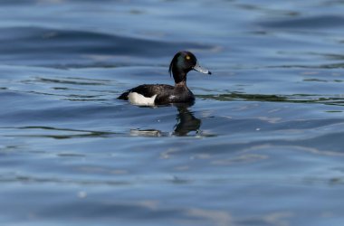 Tufted Duck Aythya fuligula yüzüyor ya da Ren, Alsace, Doğu Fransa üzerinde uçuyor