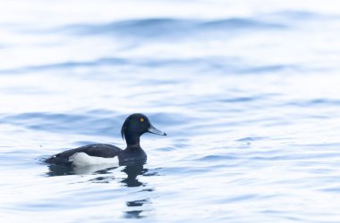 Tufted Duck Aythya fuligula yüzüyor ya da Ren, Alsace, Doğu Fransa üzerinde uçuyor