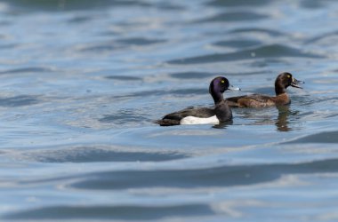 Tufted Duck Aythya fuligula yüzüyor ya da Ren, Alsace, Doğu Fransa üzerinde uçuyor