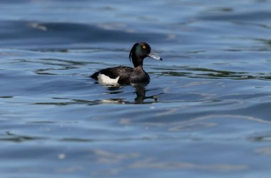 Tufted Duck Aythya fuligula yüzüyor ya da Ren, Alsace, Doğu Fransa üzerinde uçuyor