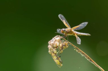 Az kovalayan Libellula fulva bir böceği kovalıyor.