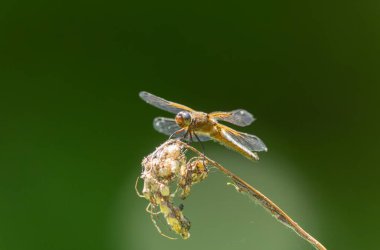 Az kovalayan Libellula fulva bir böceği kovalıyor.