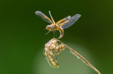 Az kovalayan Libellula fulva bir böceği kovalıyor.