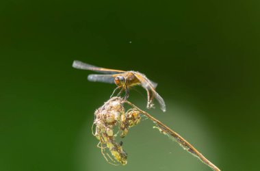 Az kovalayan Libellula fulva bir böceği kovalıyor.