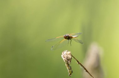 Az kovalayan Libellula fulva bir böceği kovalıyor.
