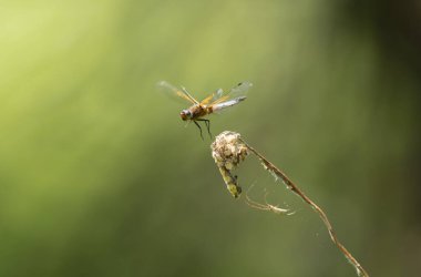 Az kovalayan Libellula fulva bir böceği kovalıyor.