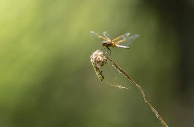 Az kovalayan Libellula fulva bir böceği kovalıyor.