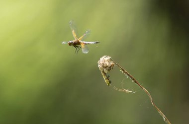 Az kovalayan Libellula fulva bir böceği kovalıyor.