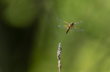 Az kovalayan Libellula fulva bir böceği kovalıyor.