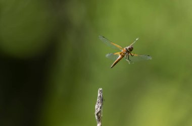 Az kovalayan Libellula fulva bir böceği kovalıyor.