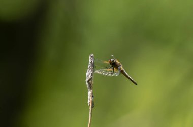 Az kovalayan Libellula fulva bir böceği kovalıyor.