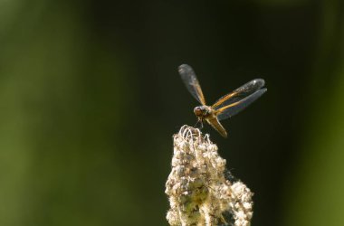 Az kovalayan Libellula fulva bir böceği kovalıyor.