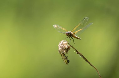 Az kovalayan Libellula fulva bir böceği kovalıyor.
