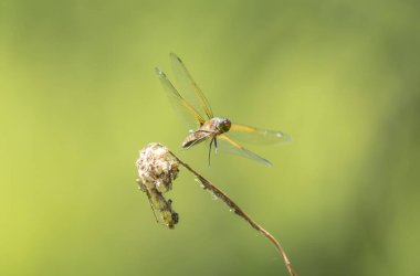 Az kovalayan Libellula fulva bir böceği kovalıyor.