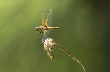 Az kovalayan Libellula fulva bir böceği kovalıyor.
