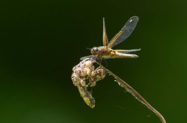 Az kovalayan Libellula fulva bir böceği kovalıyor.