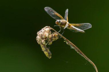 Az kovalayan Libellula fulva bir böceği kovalıyor.