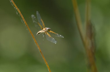 Az kovalayan Libellula fulva bir böceği kovalıyor.