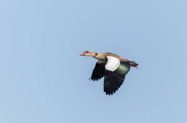 Mısır kazı Alopochen aegyptiaca, Fransa için istilacı bir tür.