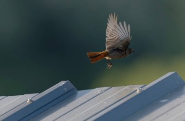 Kizil baslangiç Phoenicurus ochruros havada veya Fransa 'nin Alsace kentinde tünemistir.