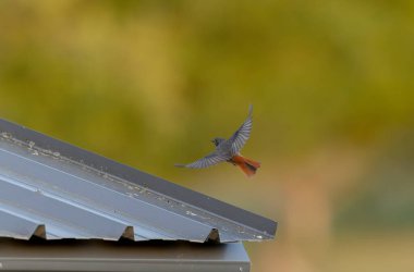 Kizil baslangiç Phoenicurus ochruros havada veya Fransa 'nin Alsace kentinde tünemistir.