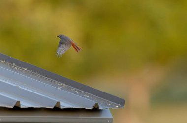 Kizil baslangiç Phoenicurus ochruros havada veya Fransa 'nin Alsace kentinde tünemistir.