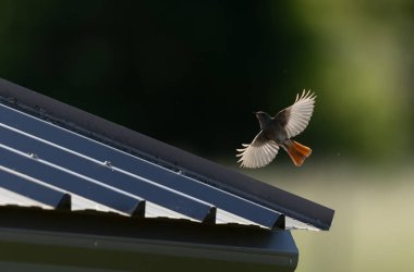Kizil baslangiç Phoenicurus ochruros havada veya Fransa 'nin Alsace kentinde tünemistir.