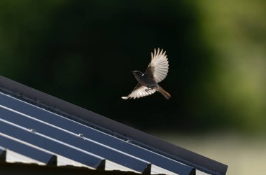 Kizil baslangiç Phoenicurus ochruros havada veya Fransa 'nin Alsace kentinde tünemistir.