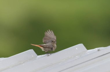 Kizil baslangiç Phoenicurus ochruros havada veya Fransa 'nin Alsace kentinde tünemistir.