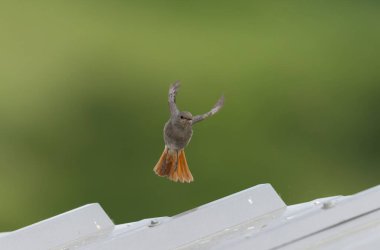 Kizil baslangiç Phoenicurus ochruros havada veya Fransa 'nin Alsace kentinde tünemistir.