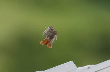 Kizil baslangiç Phoenicurus ochruros havada veya Fransa 'nin Alsace kentinde tünemistir.