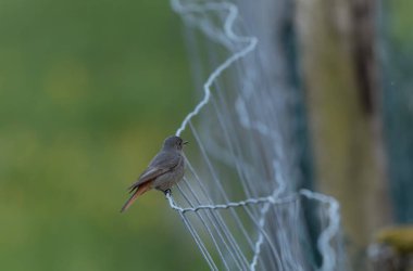 Kizil baslangiç Phoenicurus ochruros havada veya Fransa 'nin Alsace kentinde tünemistir.