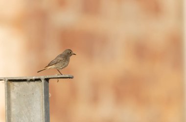 Kizil baslangiç Phoenicurus ochruros havada veya Fransa 'nin Alsace kentinde tünemistir.