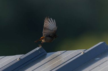 Kizil baslangiç Phoenicurus ochruros havada veya Fransa 'nin Alsace kentinde tünemistir.