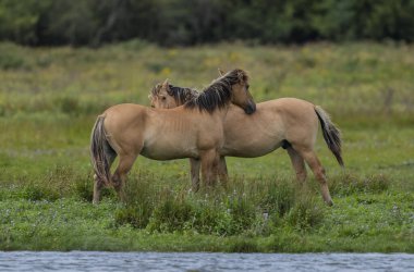 Henson atları Baie de Somme, Normandiya, Fransa 'da