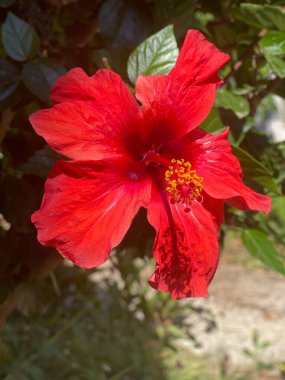 Yazın kırmızı çiçek açan ağacın doğal ışıklarıyla makro çekimi.