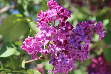 Yeşil yaprakların arka planında mor eflatun bir çalılığın fotoğrafı