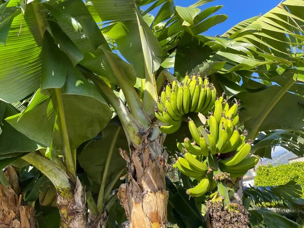 Large branches of green bananas on a banana tree, under sunlight against a blue sky