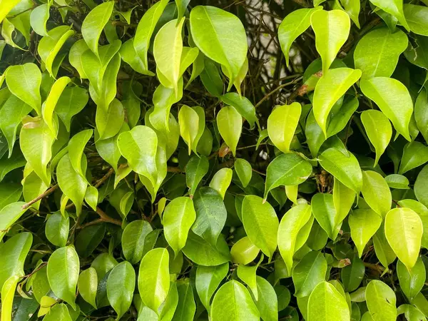 Bright green leaves of the bush photographed on macro in daylight